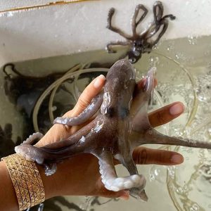 bạch tuộc baby sống đà nẵng