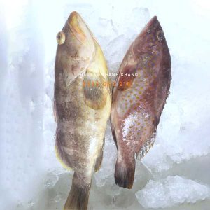 cá mú biển tươi loại 1, bán tại đà nẵng và Gh toàn quốc