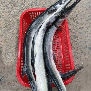 Bán cá nhói xương xanh, cá nhái tại Đà nẵng và Gh toàn quốc