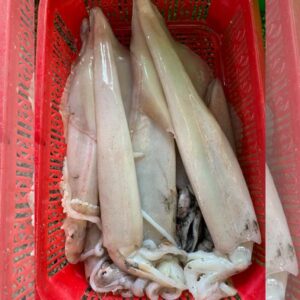 Bán Mực ống tươi 2 con/kg tại Đà Nẵng và GH Toàn Quốc
